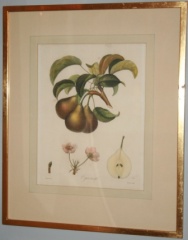 Antique botanical print of pears in simple gold leaf frame.