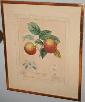 Antique botanical print of apples​ in simple gold leaf frame.