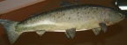 Marble Trout - painted wood life size rendition